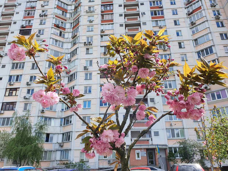 клумба